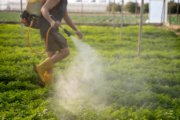 Best Local Pest Control Services  in North Pearsall, TX