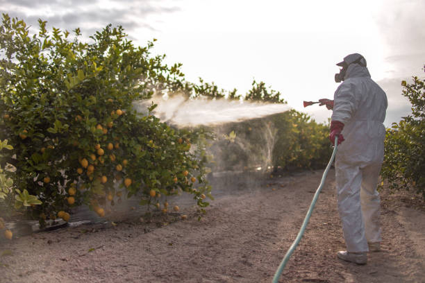Best Best Pest Control Companies  in North Pearsall, TX