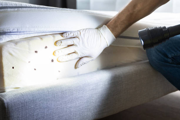 Best Mosquito Control Services  in North Pearsall, TX