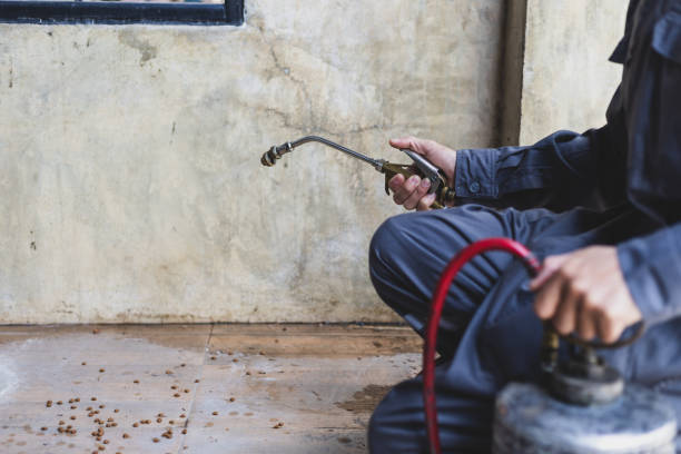 Best Termite Control Services  in North Pearsall, TX